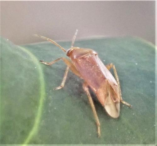Réf. 319 222 : Agnocoris sp.